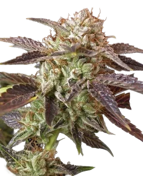 BC Kush | PHOTOREG | BC Bud Depot