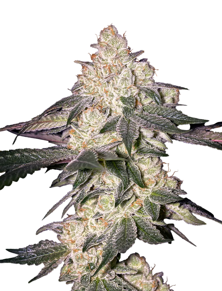 Moweeto | PHOTOFEM | Greenhouse Seed Co.
