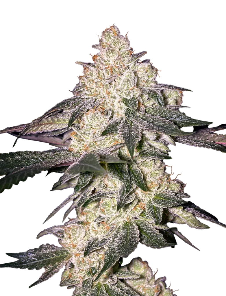 Moweeto | PHOTOFEM | Greenhouse Seed Co.