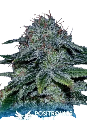 Mystic Cookie