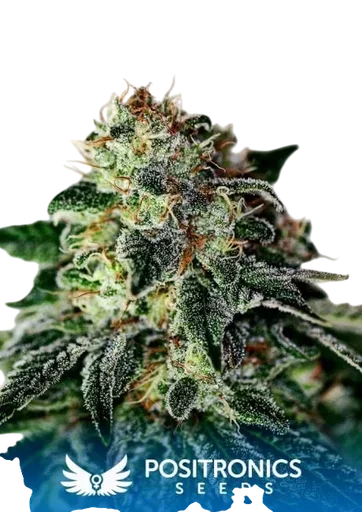 Mystic Cookie Express Auto