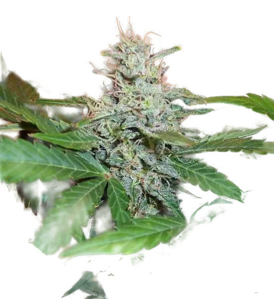 BC Lowryder #2 Auto | AUTOFEM | BC Bud Depot