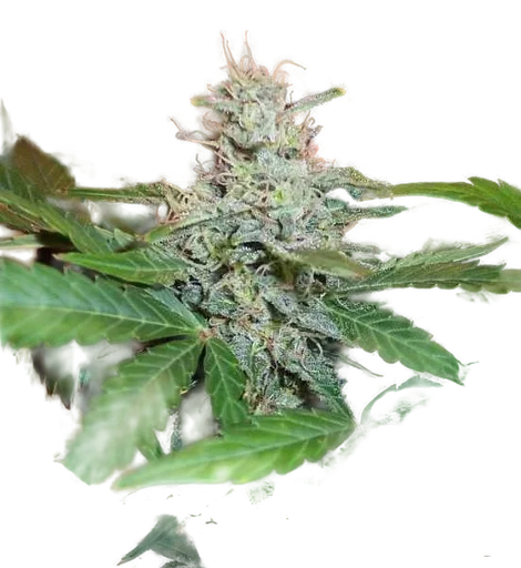 BC Lowryder #2 Auto
