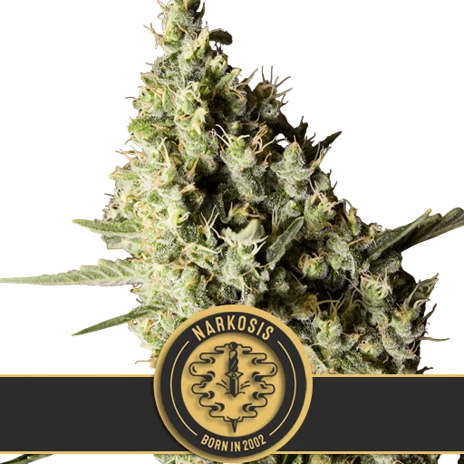 Narkosis | PHOTOFEM | Blimburn Seeds