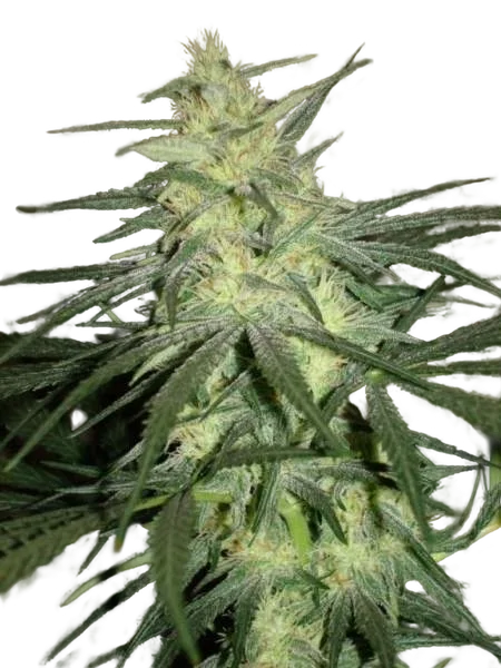 BC Mango | PHOTOREG | BC Bud Depot