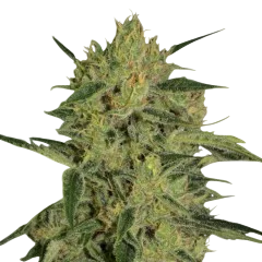 Nebula I:I CBD