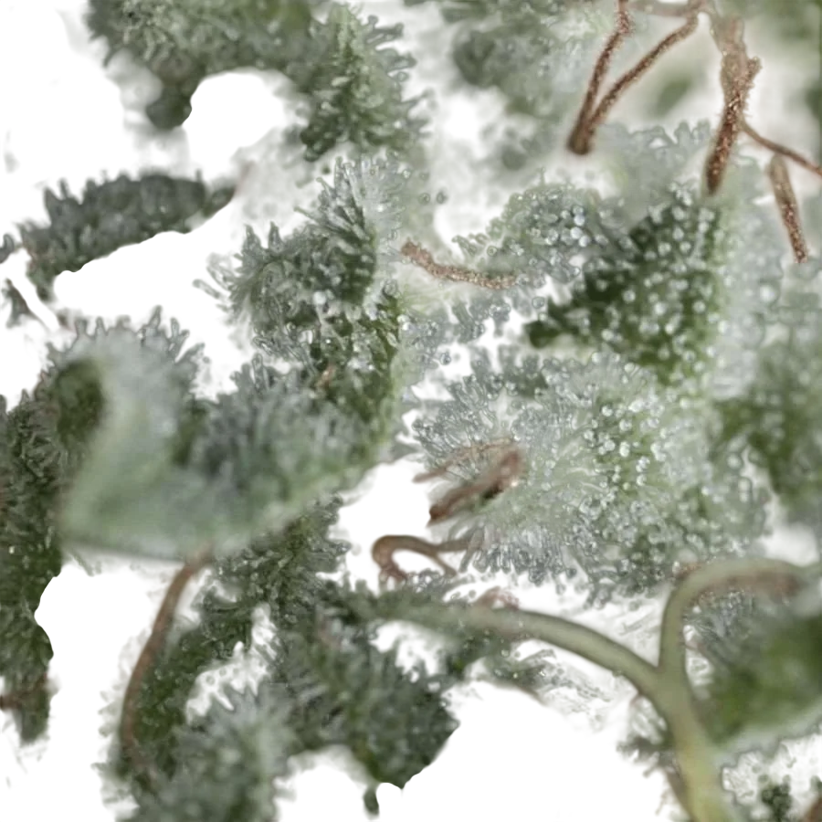 Nefertiti Auto | AUTOFEM | Pyramid Seeds