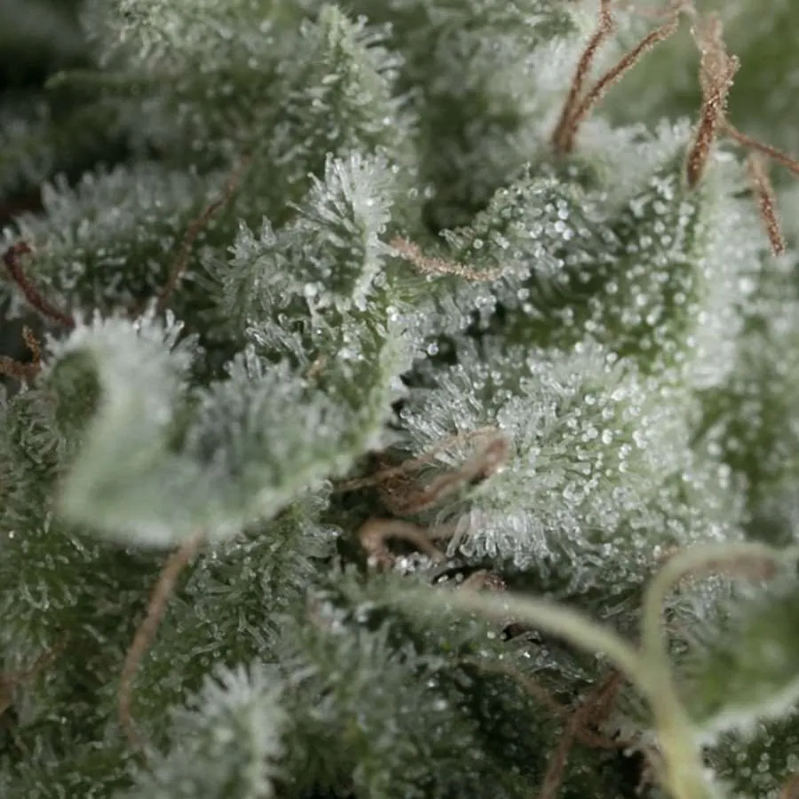 Nefertiti Auto | AUTOFEM | Pyramid Seeds