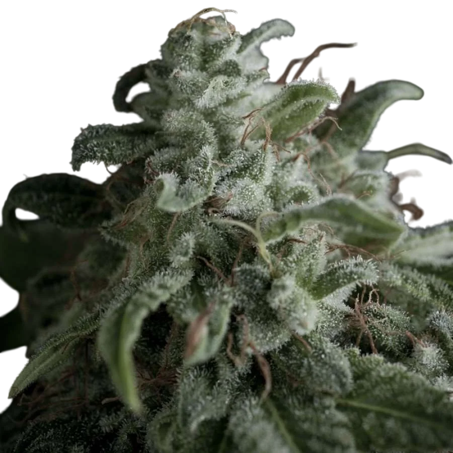 Nefertiti | PHOTOFEM | Pyramid Seeds