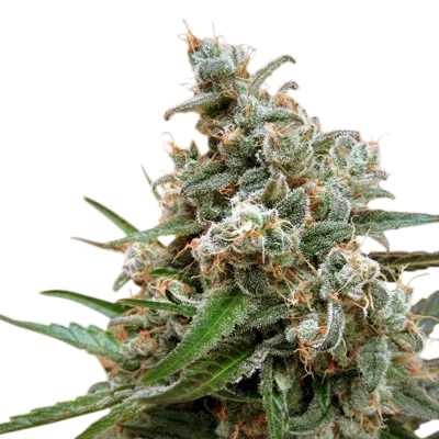 Nepal Jam | PHOTOREG | Ace Seeds