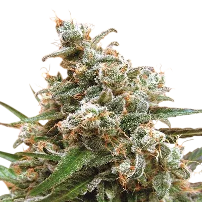 Nepal Jam | PHOTOFEM | Ace Seeds