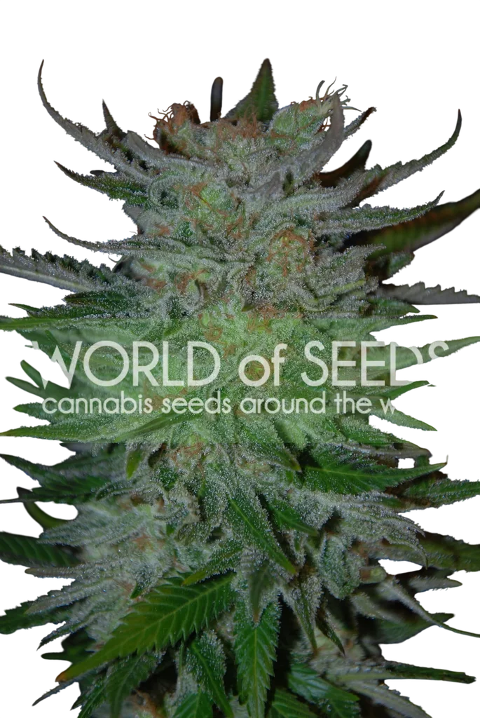 New York 47 | PHOTOFEM | World of Seeds
