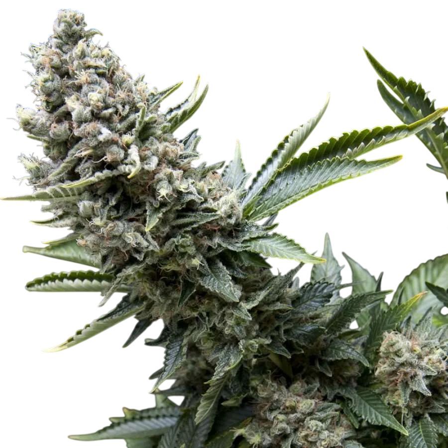 New York City | PHOTOFEM | Pyramid Seeds