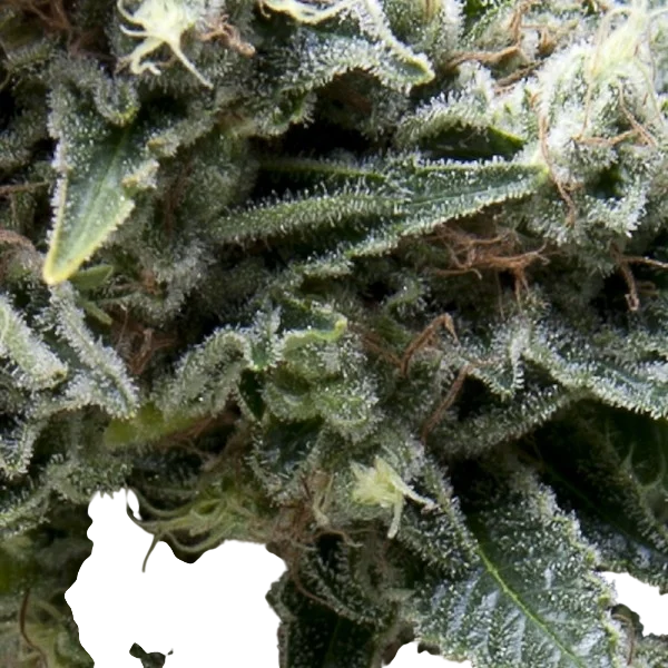 New York City CBD Auto | AUTOFEM | Pyramid Seeds