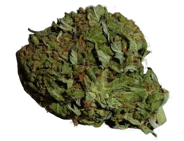 BC Pinewarp | PHOTOREG | BC Bud Depot