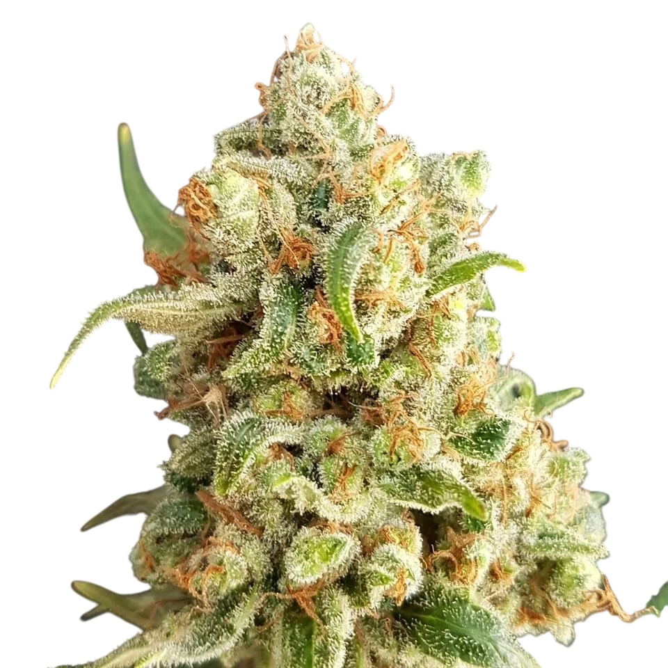 New York Diesel Auto | AUTOFEM | Expert Seeds