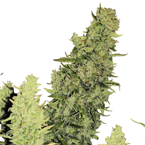 Niagara Auto | AUTOFEM | Doctors Choice