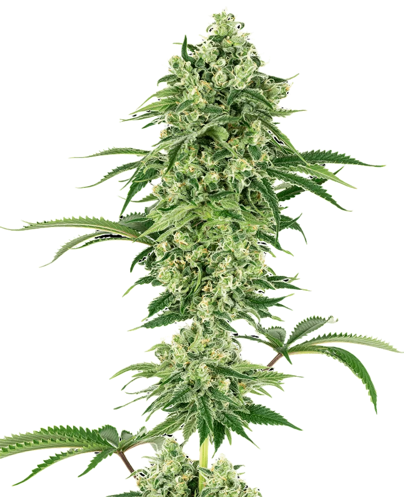 Nicole Hindu Kush | PHOTOFEM | White Label Seed Company
