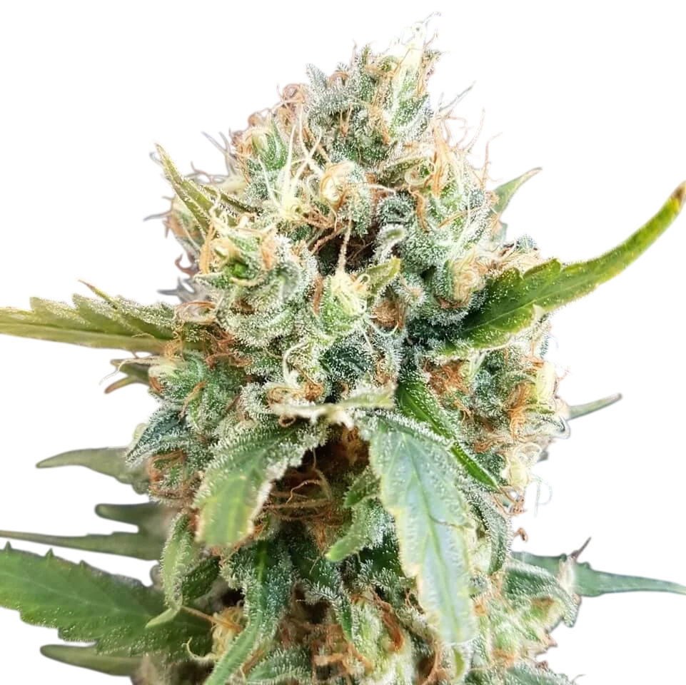 Nicole Kush | PHOTOFEM | Garden Of Green