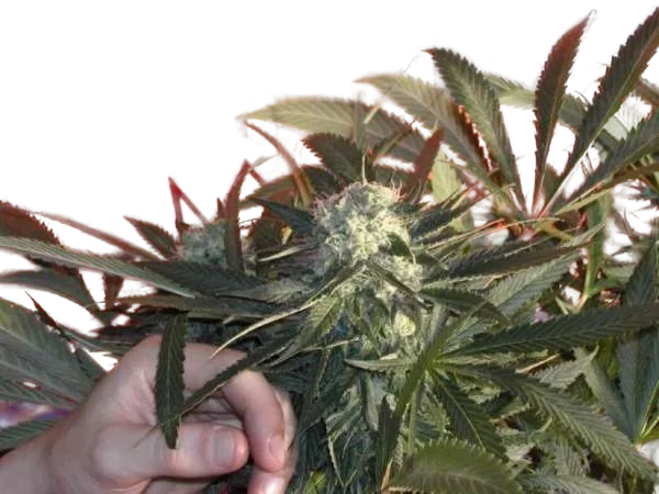 BC Sweet Tooth | PHOTOREG | BC Bud Depot
