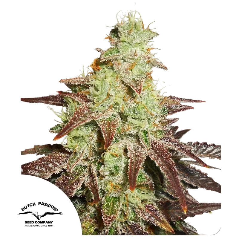 Night Queen Auto | AUTOFEM | Dutch Passion
