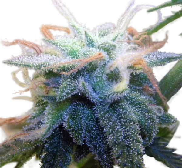 BC White Widow | PHOTOFEM | BC Bud Depot