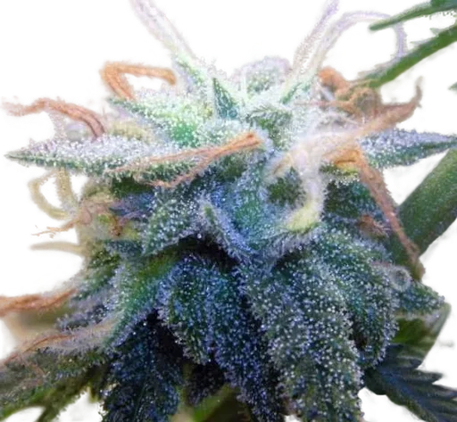 BC White Widow