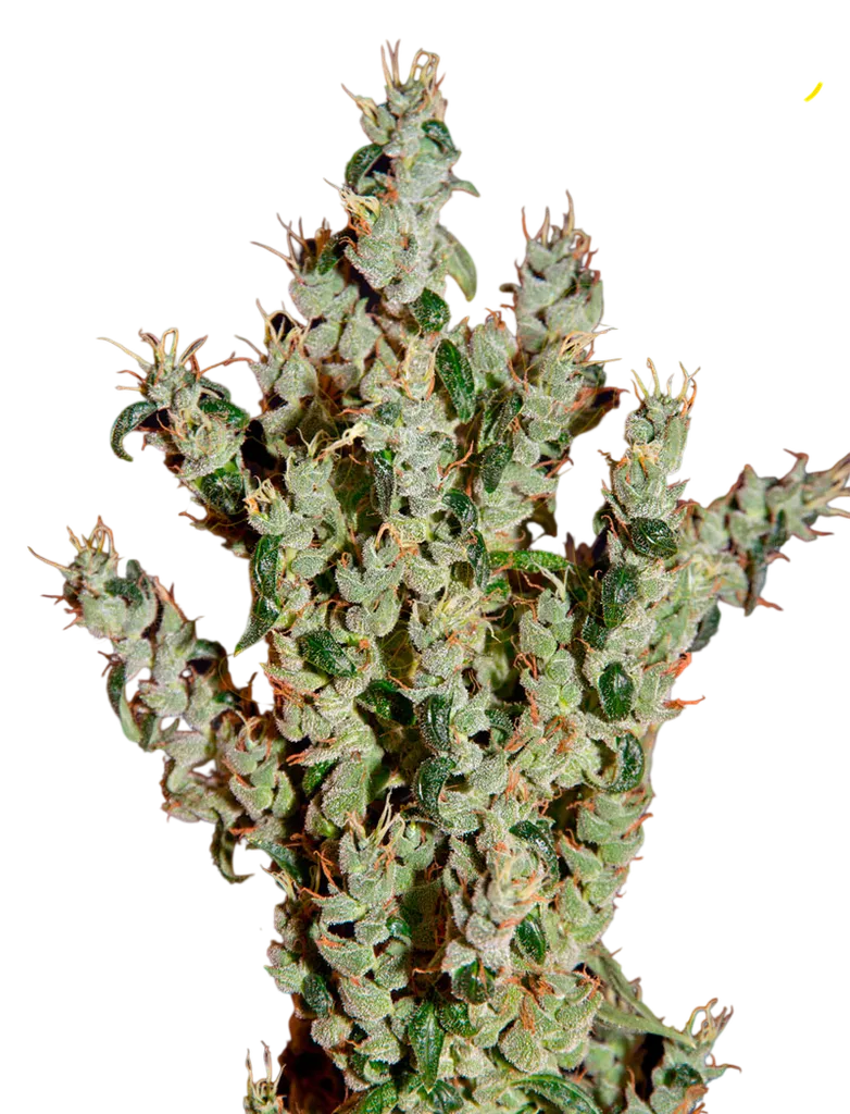 NL5 Haze Mist | PHOTOFEM | Greenhouse Seed Co.