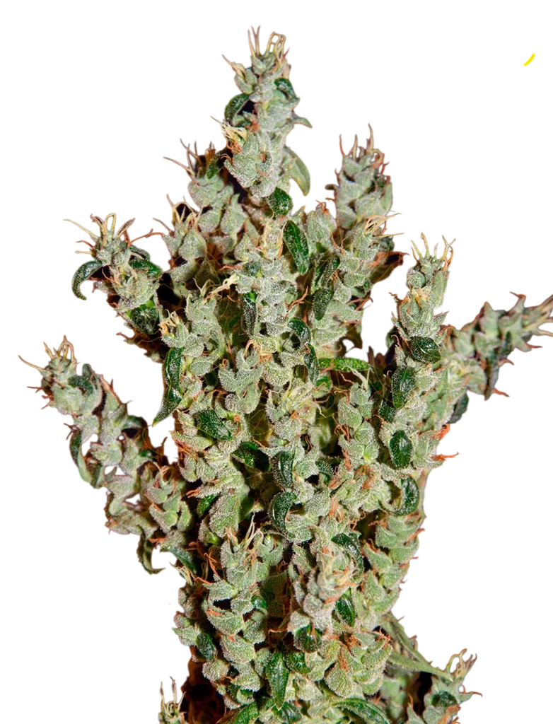 NL5 Haze Mist | PHOTOFEM | Greenhouse Seed Co.