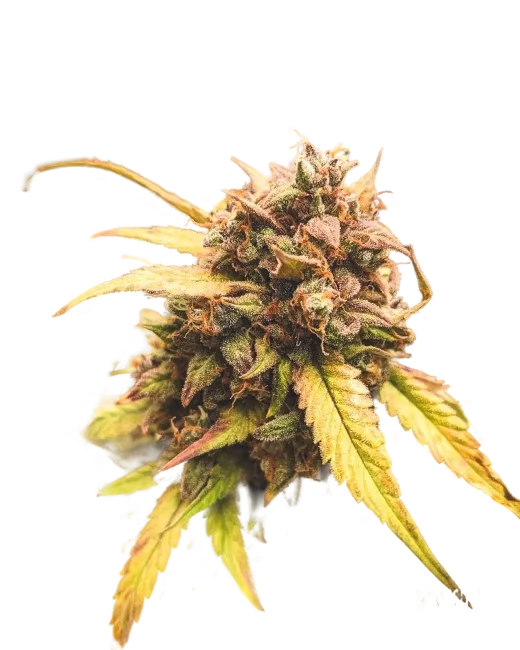Bear Assed Monkey Auto | AUTOFEM | Mephisto Genetics