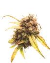 Bear Assed Monkey Auto | AUTOFEM | Mephisto Genetics