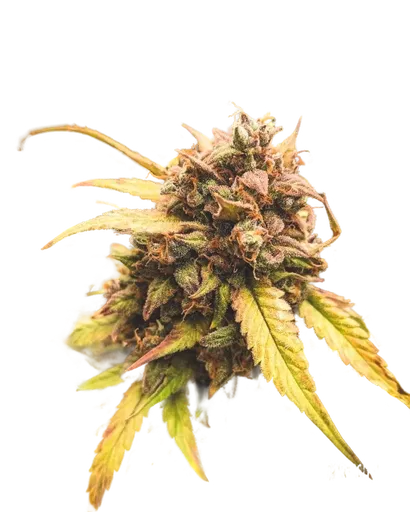 Bear Assed Monkey Auto | AUTOFEM | Mephisto Genetics