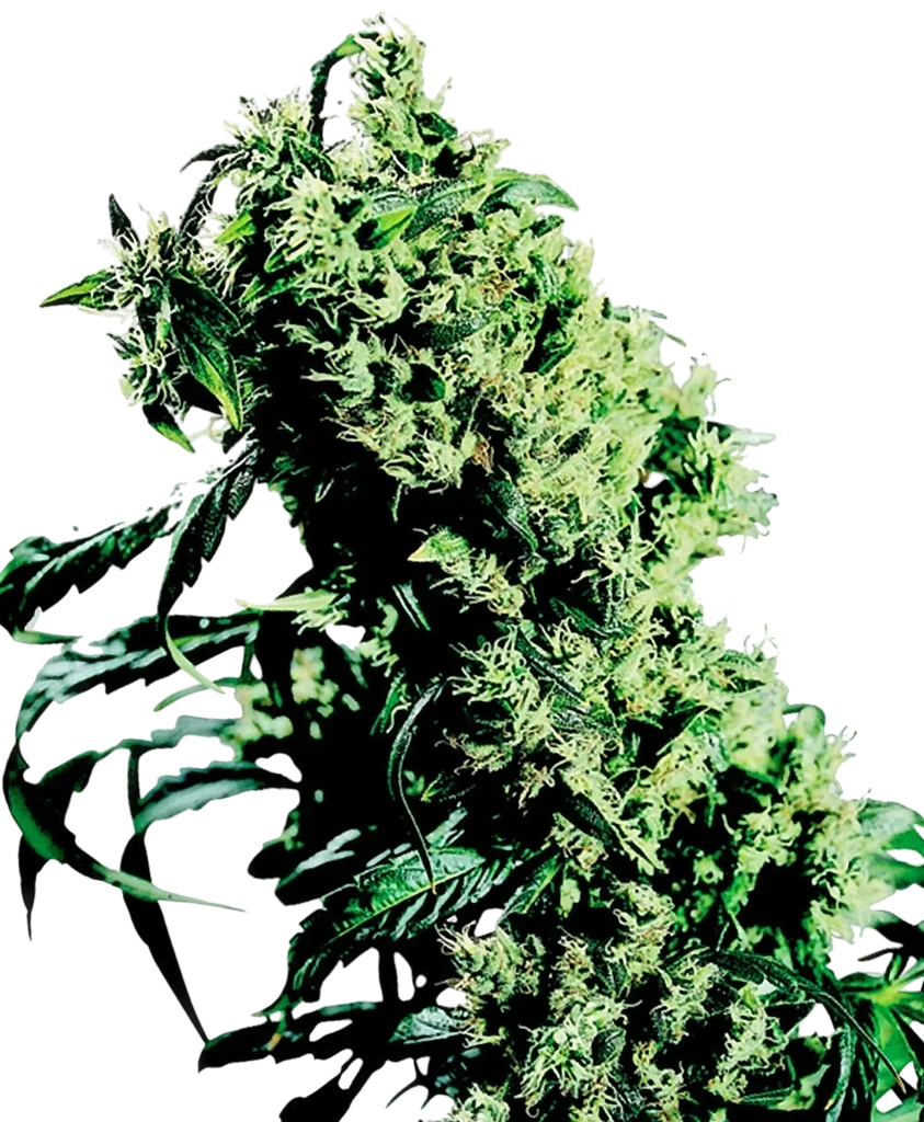 Northern Lights #5 x Haze | PHOTOFEM | Sensi Seeds