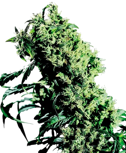 Northern Lights #5 x Haze