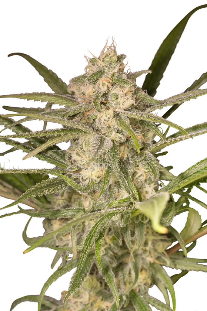 No Name Auto | AUTOFEM | Medical Seeds