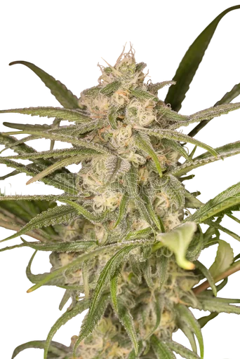 No Name Auto
