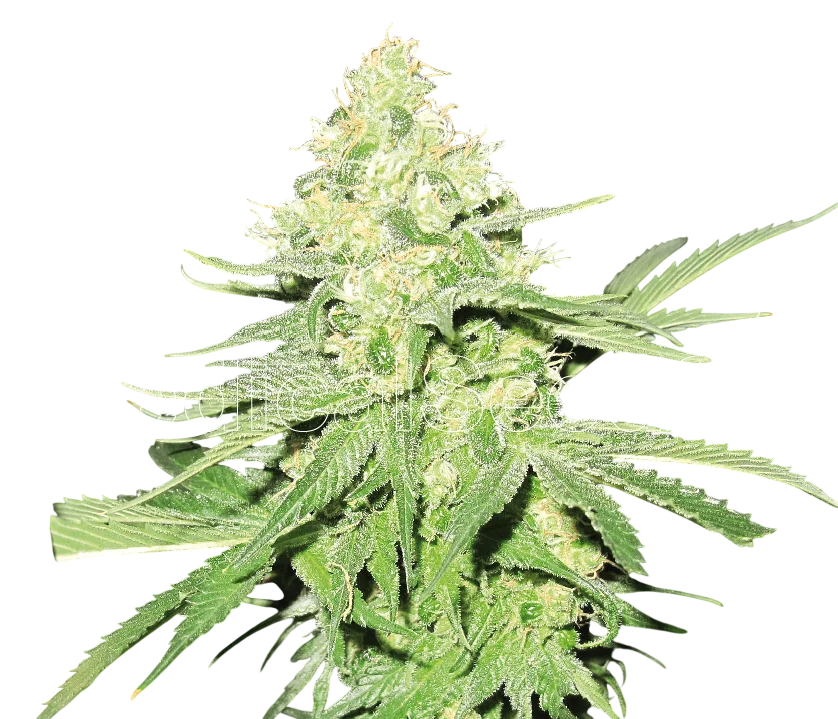 No Name | PHOTOFEM | Medical Seeds