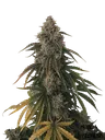Beary White Auto | AUTOFEM | Mephisto Genetics