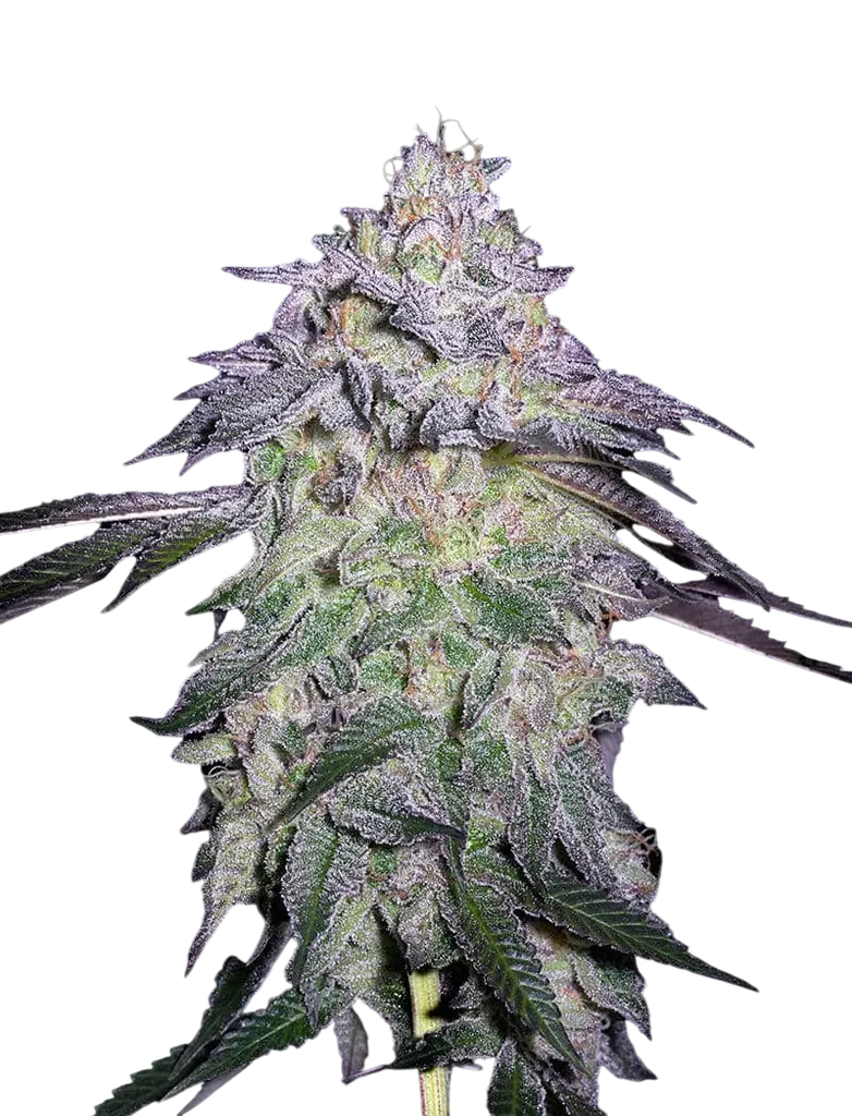 Nori Cake | PHOTOFEM | Greenhouse Seed Co.
