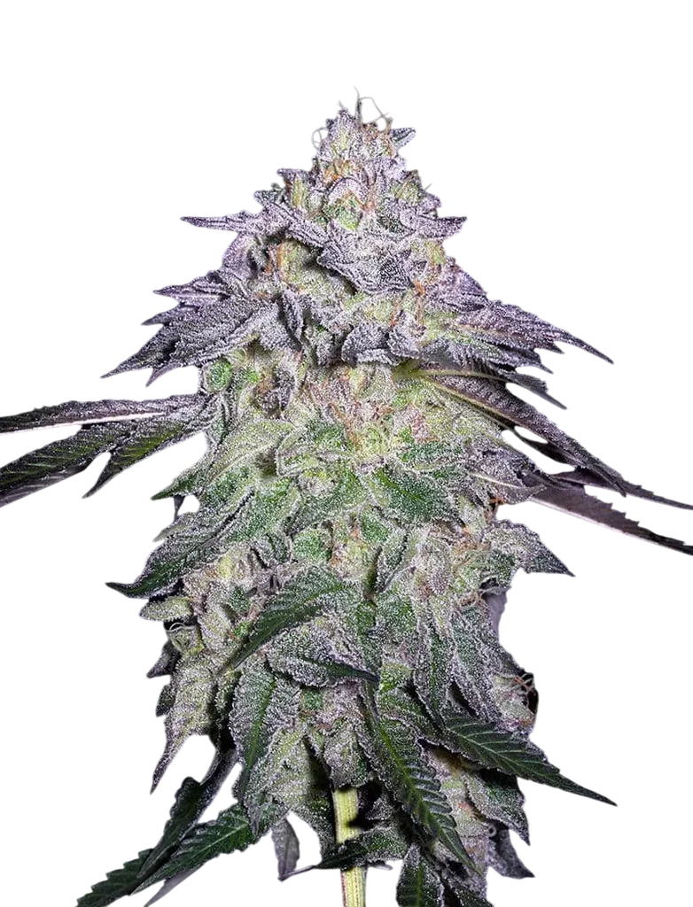 Nori Cake | PHOTOFEM | Greenhouse Seed Co.