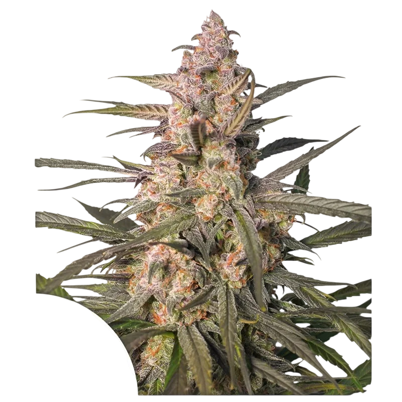 Northern Dragon Fuel Auto | AUTOFEM | Super Sativa Seed Club