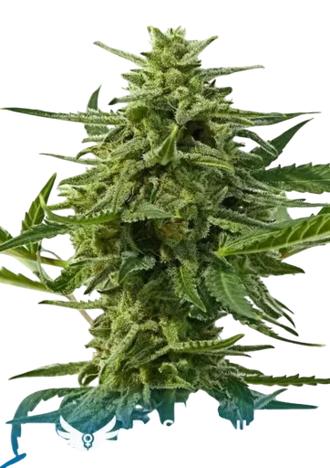 Northern Haze Express Auto