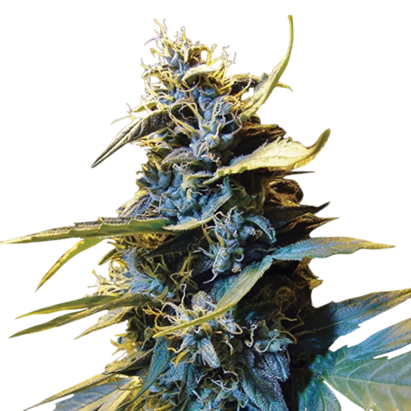 Northern Hog Auto | AUTOFEM | T.H. Seeds