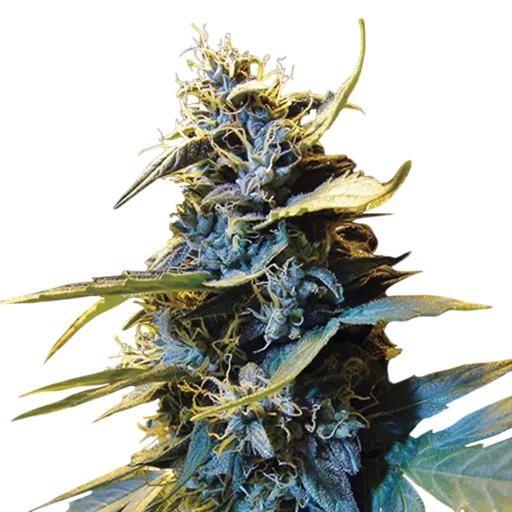 Northern Hog Auto