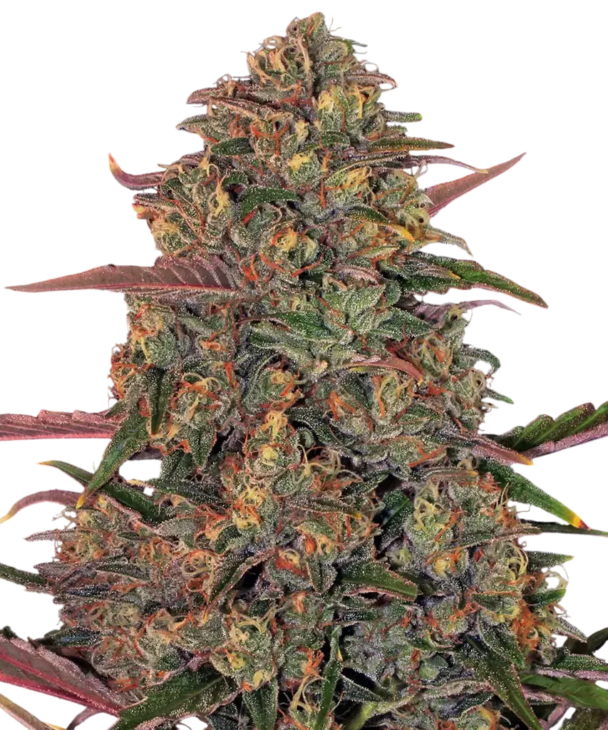 Pineapple Chunk | PHOTOFEM | Barneys Farm