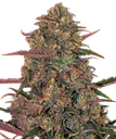Pineapple Chunk | PHOTOFEM | Barneys Farm