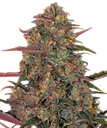 Pineapple Chunk | PHOTOFEM | Barneys Farm
