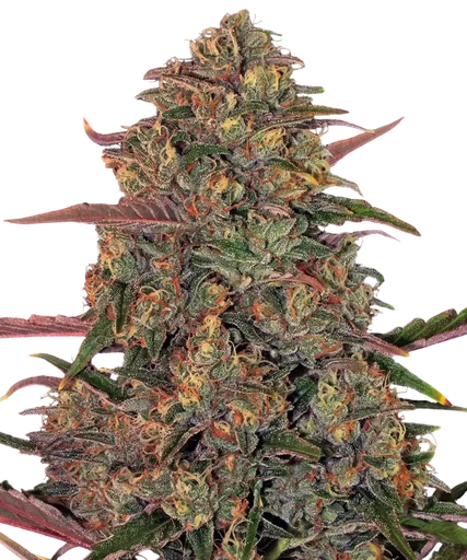 Pineapple Chunk