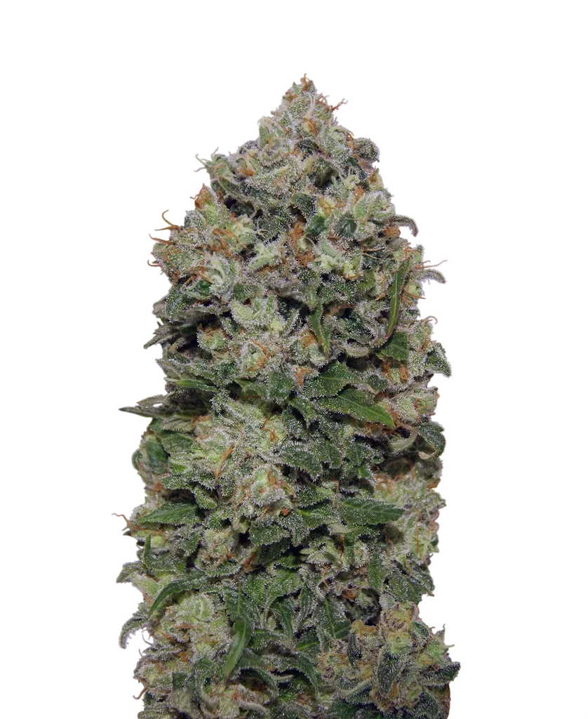 Northern Lights – Produktansicht
