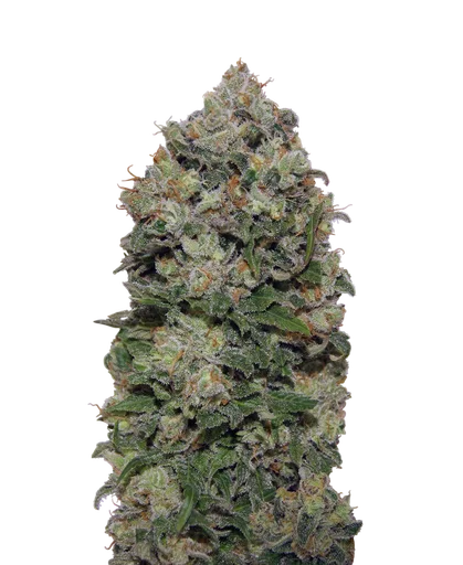 Northern Lights